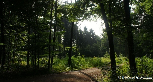Schwarze Heide